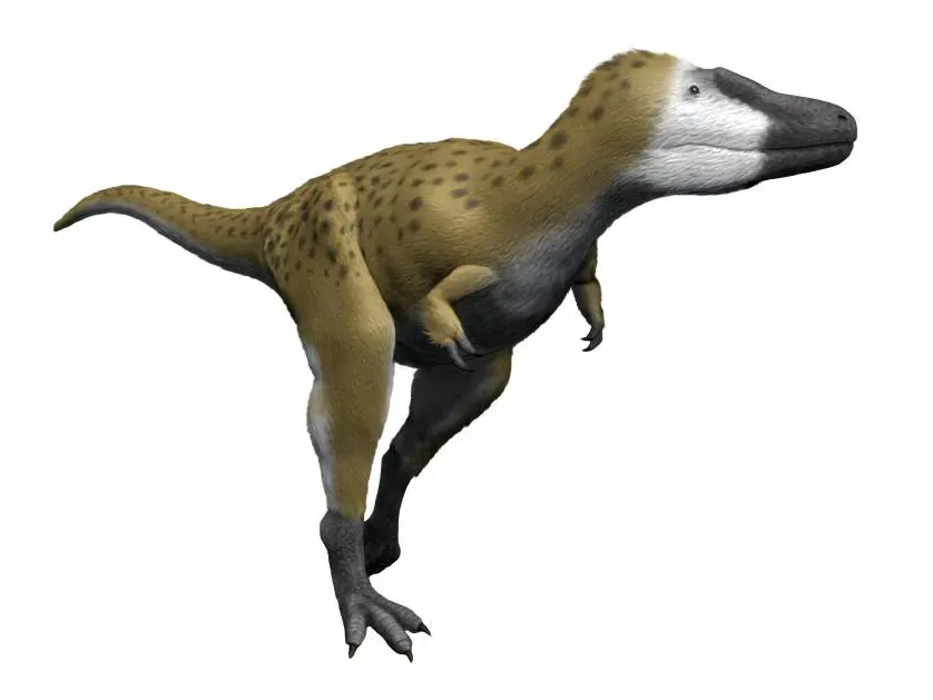 #4 - Nanotyrannus: The "Teenage T. Rex" Debate Just Got Flipped (By Nobu Tamura email:nobu.tamura@yahoo.com  http://spinops.blogspot.com/, CC BY-SA 4.0)