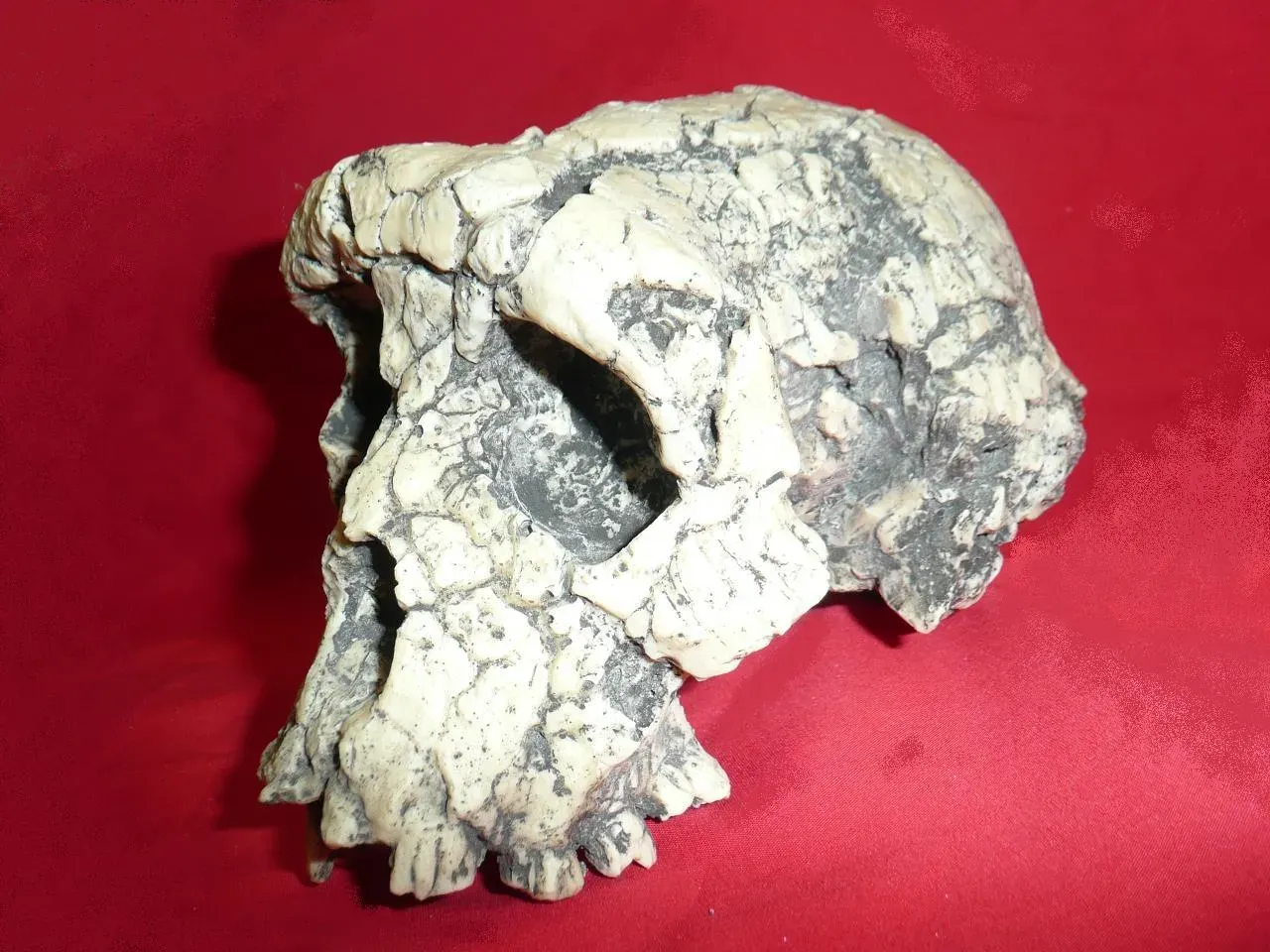 #14 - The Impossibly Old Root Nobody Can Confirm (By Oryctes, CC BY-SA 3.0)