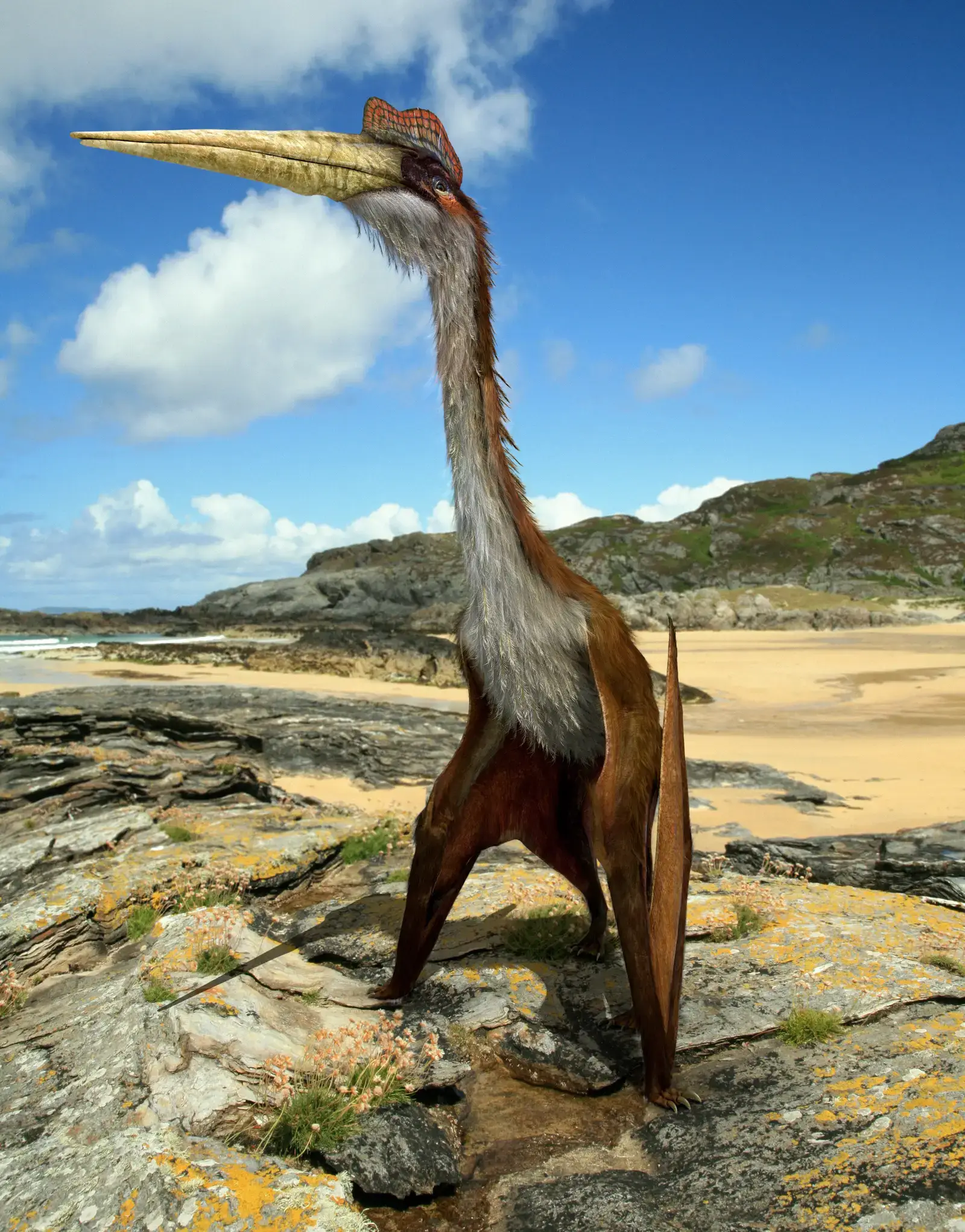 Quetzalcoatlus: The Flying Reptile Bigger Than a Giraffe (Image Credits: Wikimedia)