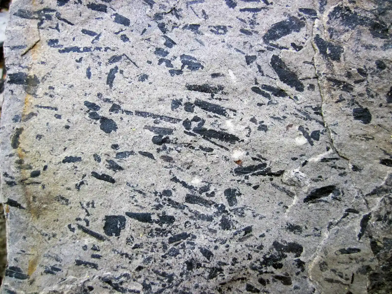 AI and the New Frontier of Detecting Ancient Life (Current-aligned carbonized plant fossils in siliciclastics (above the Lower Mercer Limestone, Middle Pennsylvanian; Rock Cut, Muskingum County, Ohio, USA) 7, CC BY 2.0)