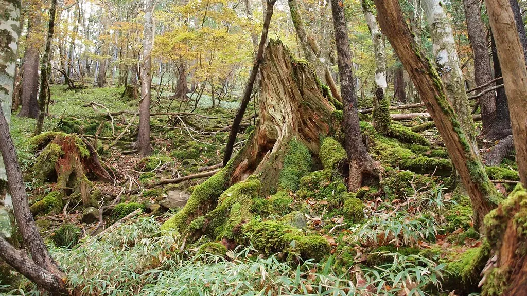 Old Growth Is Critical for Rare Bird and Amphibian Species (Image Credits: Flickr)