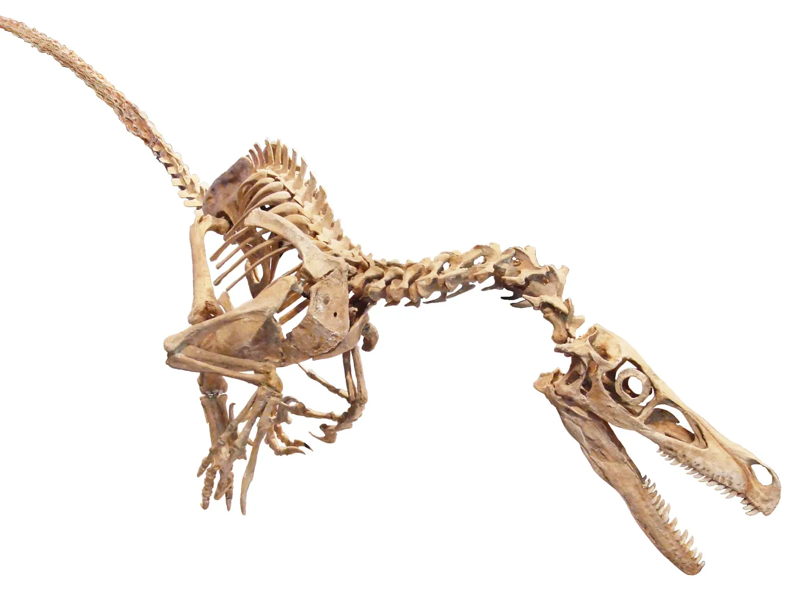 #9 - Velociraptor Probably Didn't Hunt Protoceratops Regularly (By Eduard Solà Vázquez, CC BY 3.0)