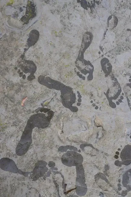 The Americas Were Reached Far Earlier Than the Clovis Model Claimed (Image Credits: Pexels)