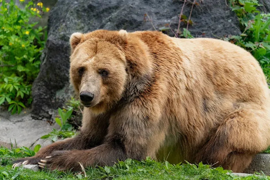 Taurus – The Grizzly Bear: Powerful, Grounded, and Protective (Image Credits: Pexels)