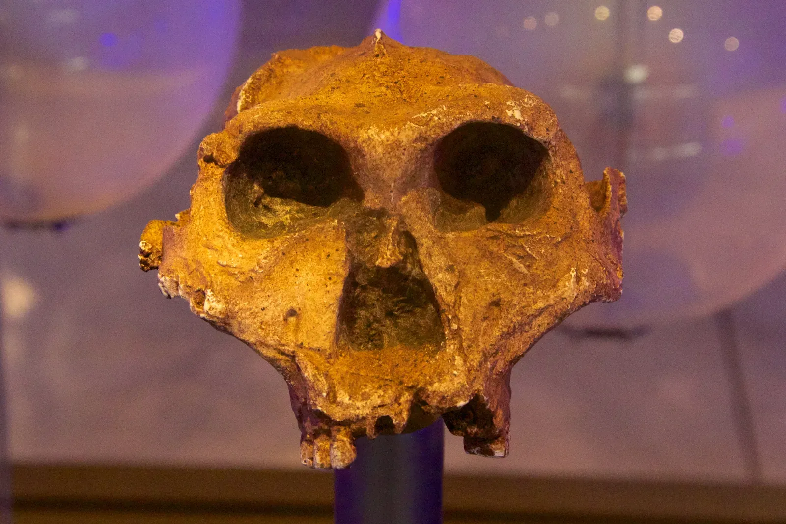 3. Paranthropus Robustus: The Prehistoric Survivor with a Target on Its Back (By Photograph by Mike Peel (www.mikepeel.net)., CC BY-SA 4.0)