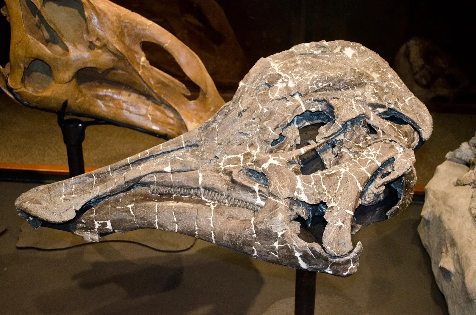 Ducks, Flutes, and Hadrosaur Horns: How Crests Became Instruments (Hypacrosaurus stebingeri holotype skull - Glacier County Montana - Museum of the Rockies - 2013-07-08Uploaded by FunkMonk, CC BY-SA 2.0)