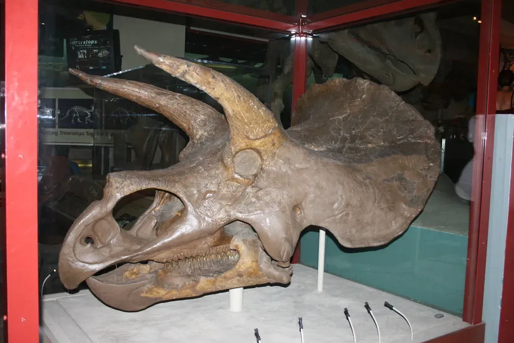 The Famous Horns and Frill: Weapons, Shields, or Billboards? (Image Credits: Flickr)