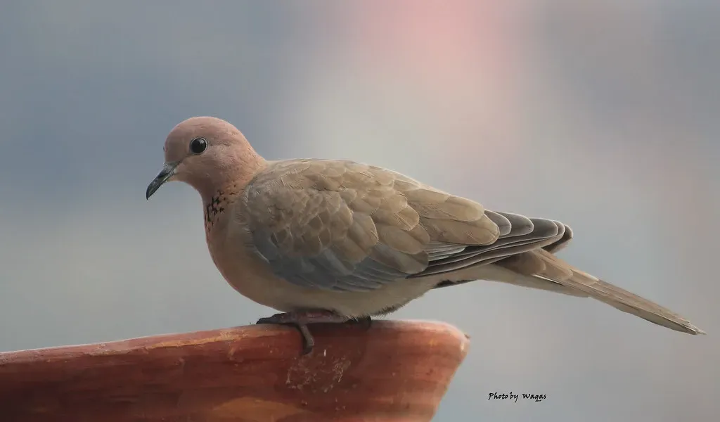 4. They Gave Rise to the Birds You See Every Day (Image Credits: Flickr)