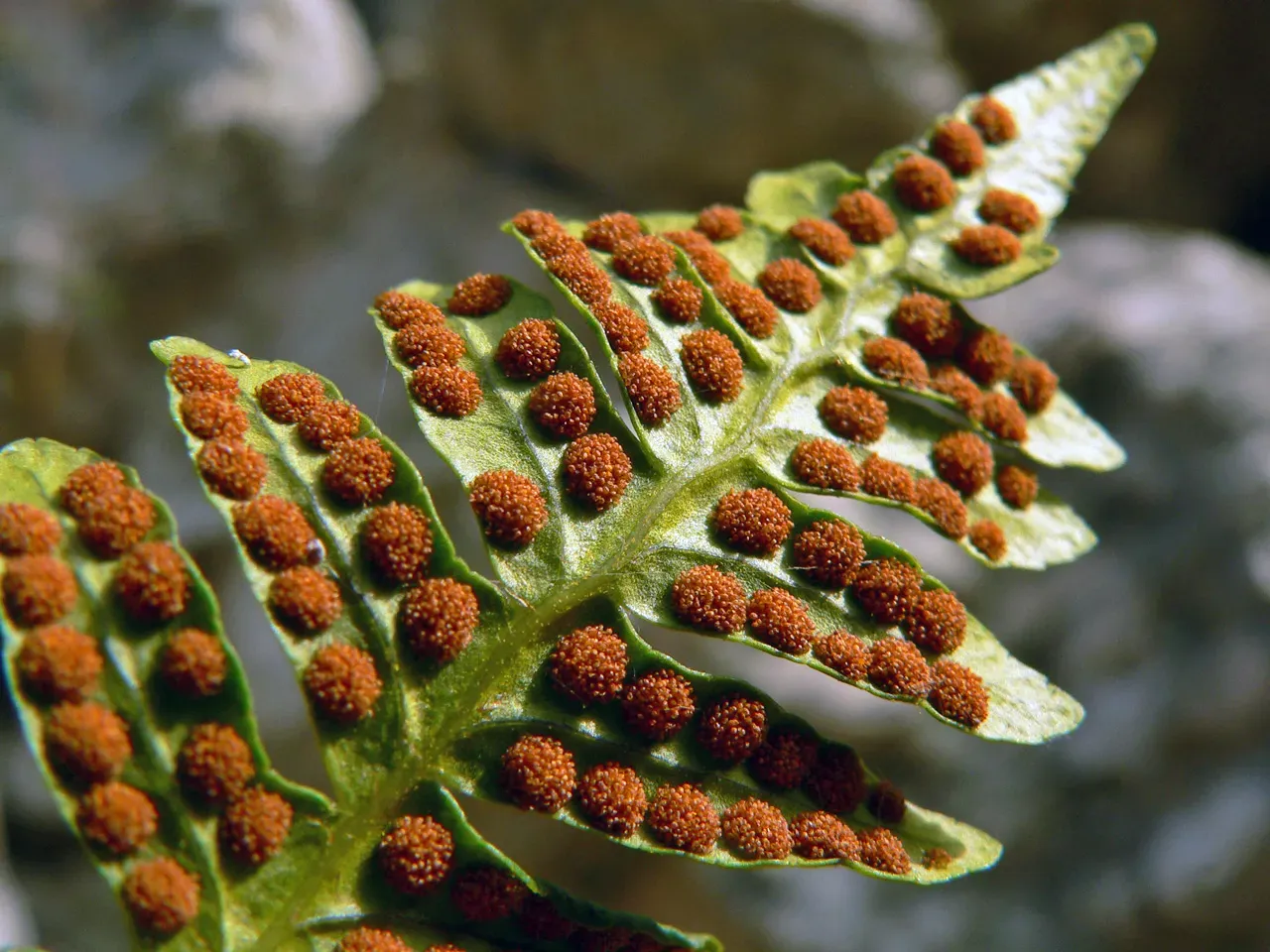 Strange Reproduction: Spores, Cones, And A World Before Pollinators (originally posted to Flickr as Spores, CC BY 2.0)