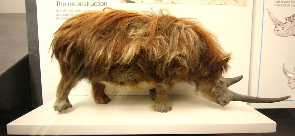 The Woolly Rhinoceros: Built for Cold, Not for Clever Apes (Brendan J., Flickr, CC BY 2.0)