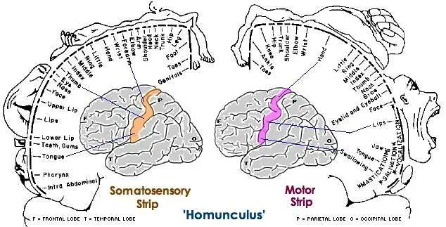 5. Motor Control and Body Maps: Learning to Move With Precision (Dreaming in the deep south, Flickr, CC BY 2.0)