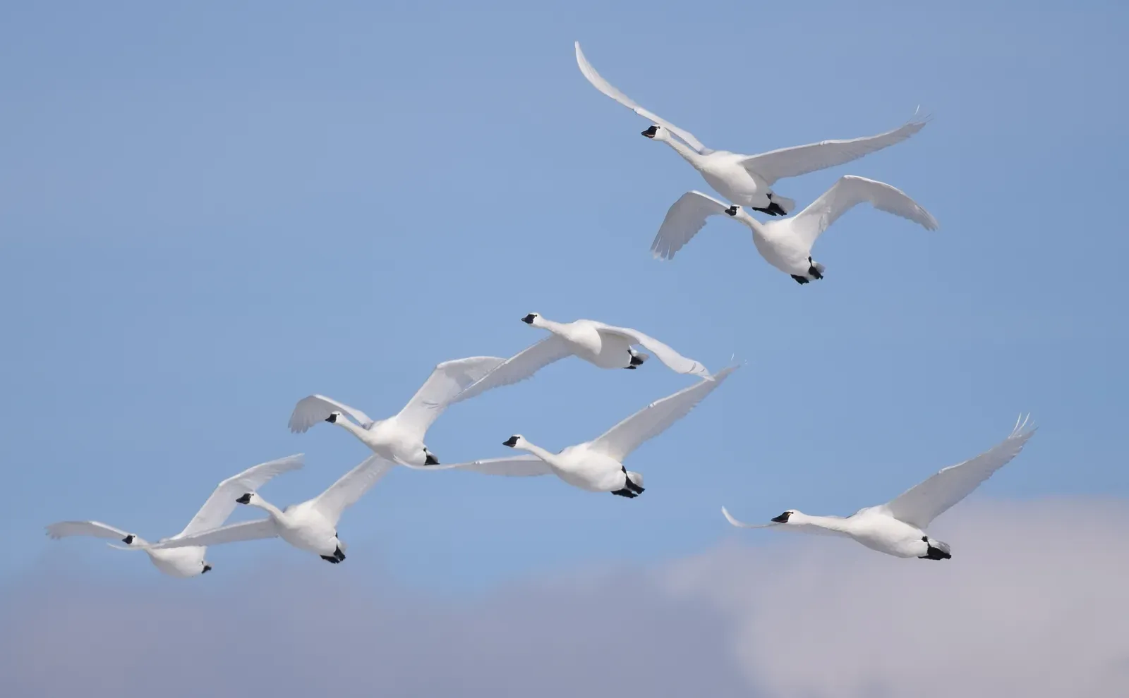 From Compass to Map: A Navigation Upgrade Millions of Years in the Making (Tundra Swan - 8 flying together, CC BY 2.0)