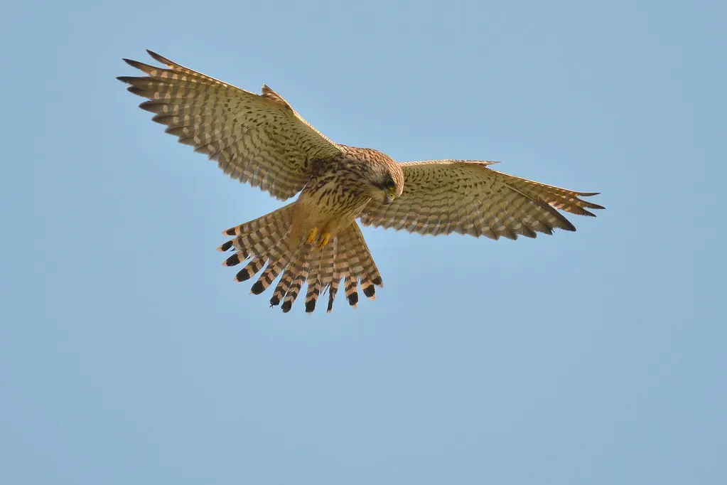 Sagittarius: The Kestrel (Image Credits: Flickr)
