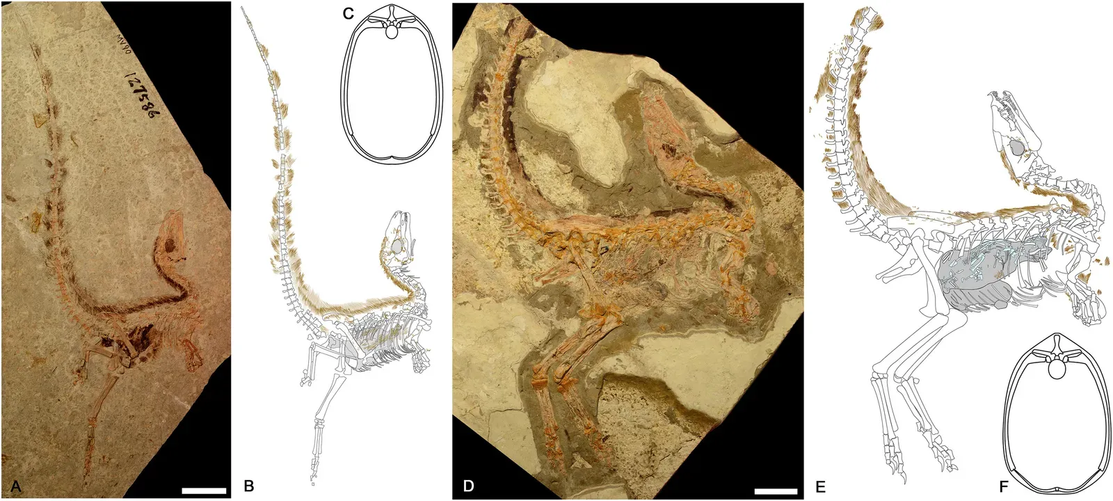 3. Sinosauropteryx And The First Dinosaur “Fuzz”: Feathers Before Flight (Smithwick, F.M.; Nicholls, R.; Cuthill, I.C.; Vinther, J. (2017). "Countershading and Stripes in the Theropod Dinosaur Sinosauropteryx Reveal Heterogeneous Habitats in the Early Cretaceous Jehol Biota". Current Biology. DOI:10.1016/j.cub.2017.09.032., CC BY 4.0)