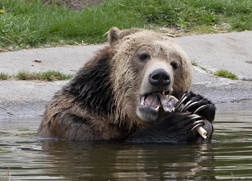 #10 - "Grizzlies Eat Mostly Meat and Blood" (watts_photos, Flickr, CC BY 2.0)