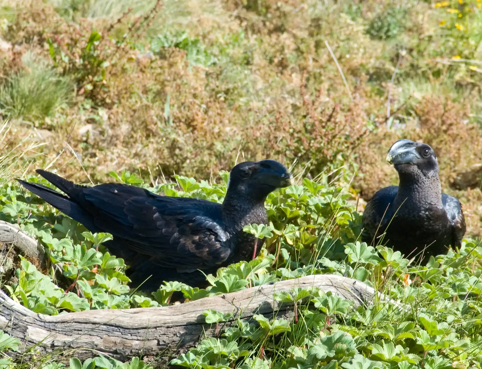 8. The Pacific Northwest Tribes: Ravens, Coastlines, and Parallel Worlds (Thick-billed Raven Courtship, Simien Mountains, EthiopiaUploaded by Elitre, CC BY 2.0)