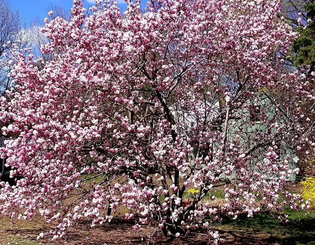 6. Magnolias – Early Flowering Trees that Teased Dinosaur Taste Buds (Muffet, Flickr, CC BY 2.0)