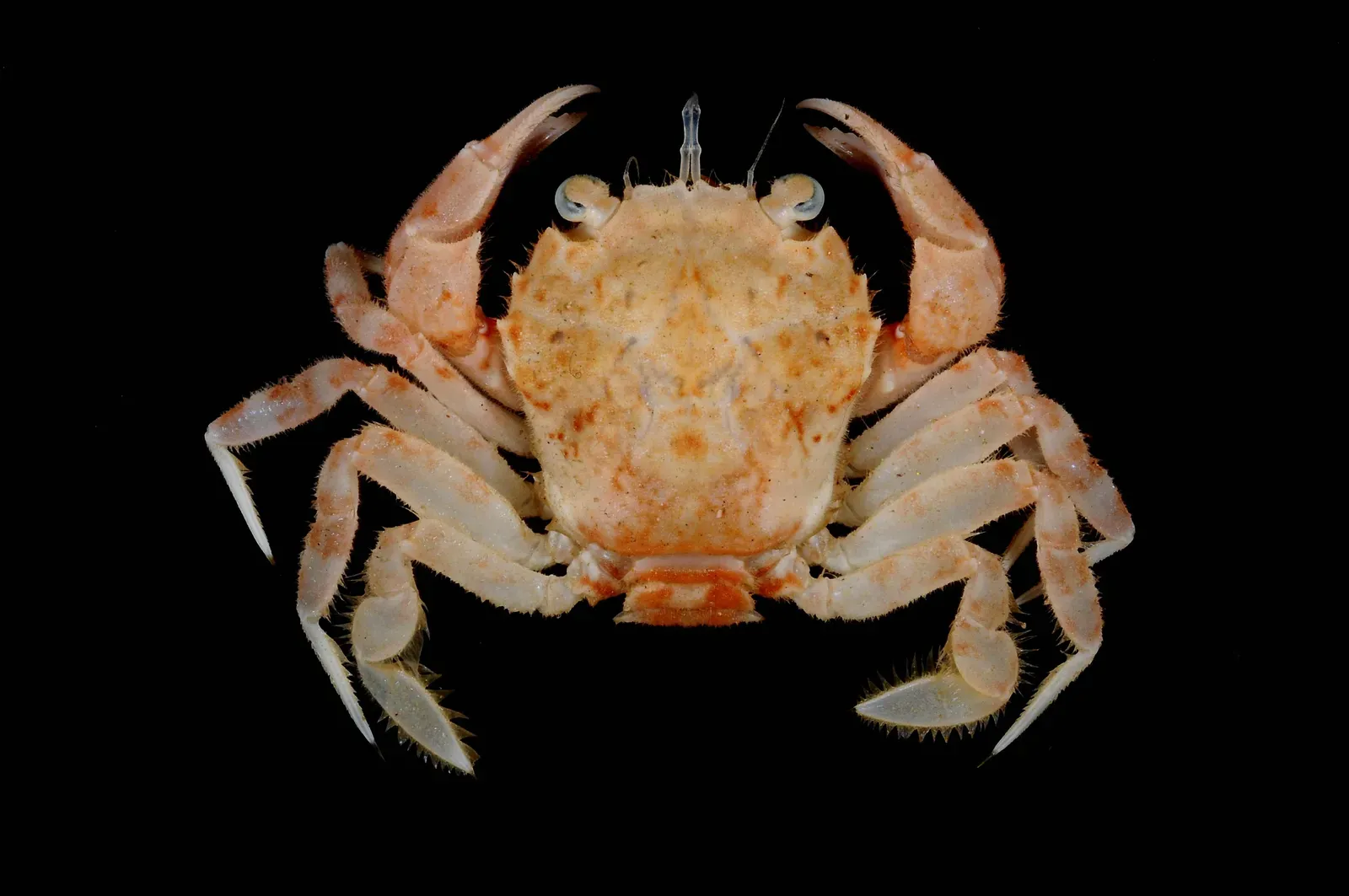 #3 Famous Misfiled and Misidentified Specimens: When Reality Bites Back (MNHN - Museum national d'Histoire naturelle (2020). The crustaceans collection (IU) of the Muséum national d'Histoire naturelle (MNHN - Paris). Version 68.158. Occurrence dataset https://doi.org/10.15468/qgvvhd accessed via GBIF.org on 2020-03-24. https://www.gbif.org/occurrence/1019683457, CC BY 4.0)