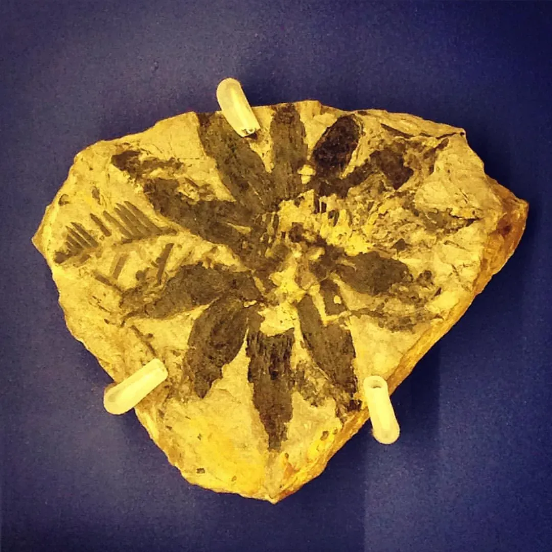What an Earlier Origin Really Means for the Evolution Timeline (Fossil of Williamsonia Flower (Williamsonia pecten) from Whitby, Estuarine Series, Middle Jurassic (L.8044) @mcrmuseum #NaturesLibrary, CC0)