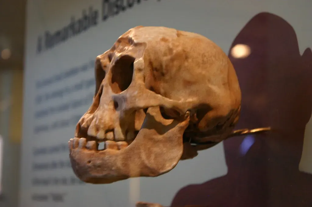 #7 - Homo floresiensis "Hobbits" Were Called Pathological Dwarfs (Ryan Somma, Flickr, CC BY-SA 2.0)