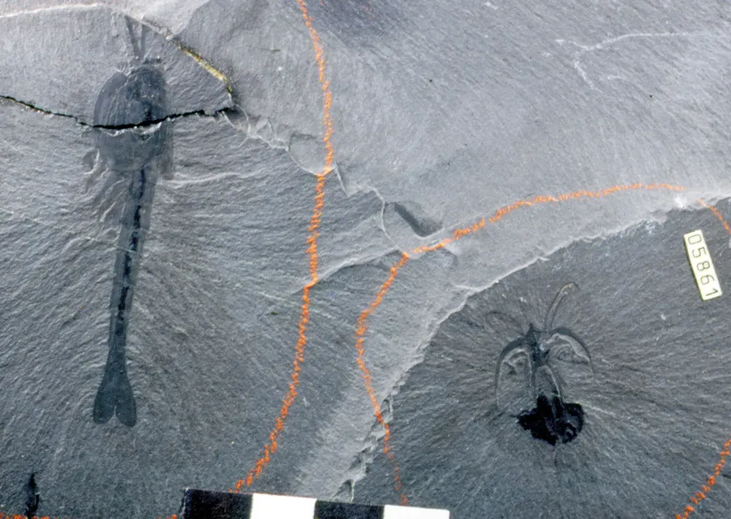3. The Burgess Shale: A Snapshot of Evolution’s Wildest Experiments (James St. John, Flickr, CC BY 2.0)