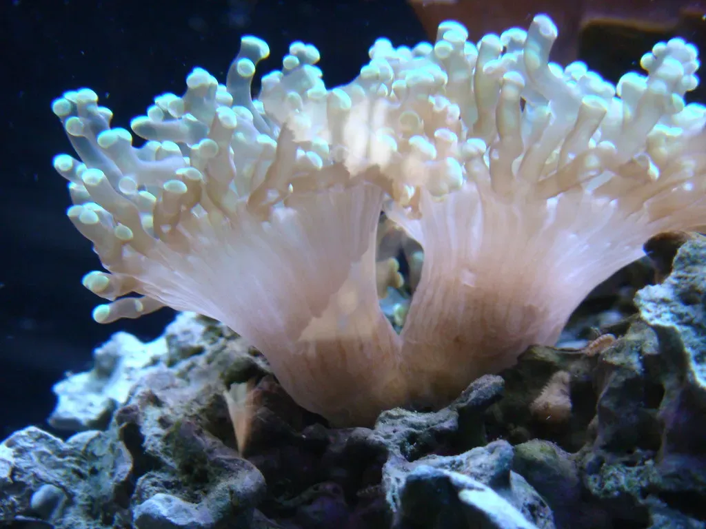 The Chemical Magic Behind Ancient Underwater Glow (Image Credits: Flickr)