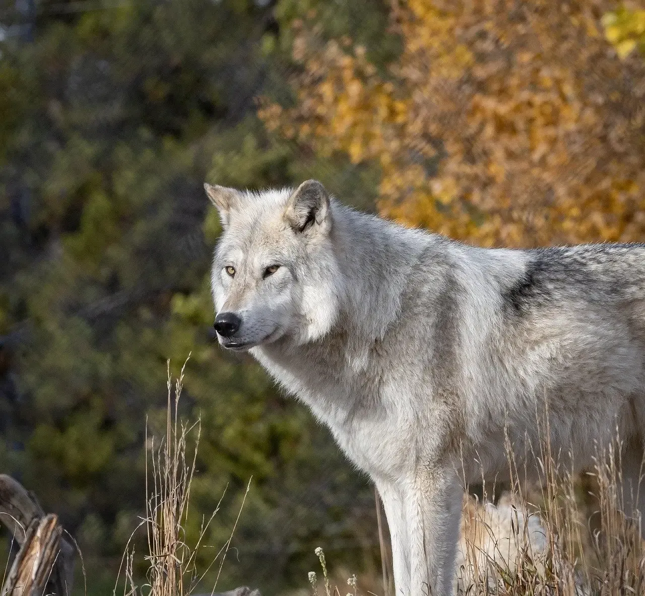 The Lone Wolf: Independent Spirit with Hidden Loyalty (Image Credits: Pixabay)