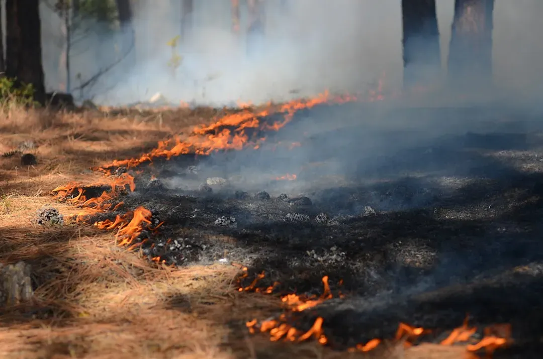 Burned Forests, Dark Skies, and a New Kind of Plant World (Image Credits: Unsplash)