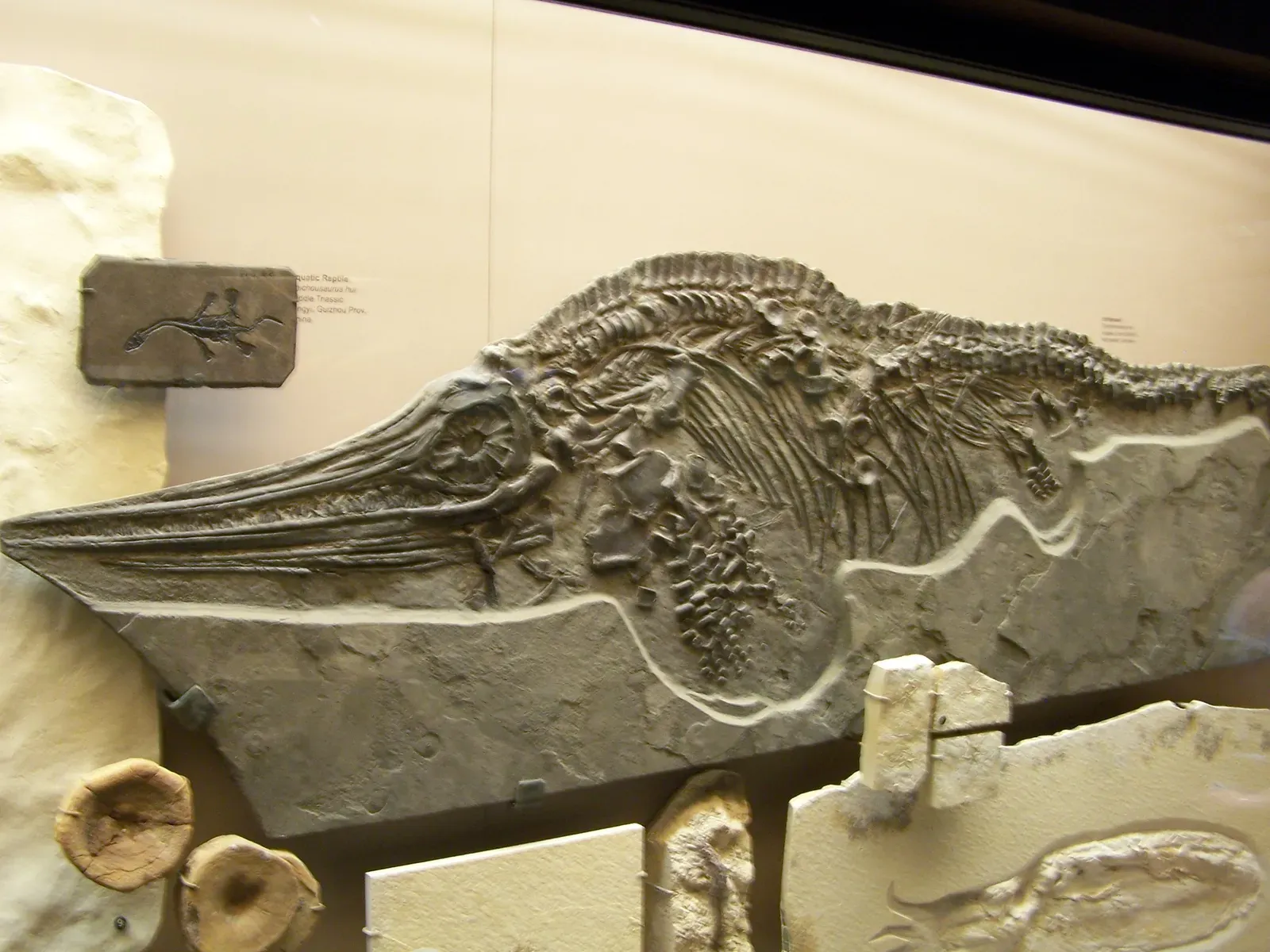 Deep Water Clues: Why Open-Ocean Birth Makes Sense (IchthyosauriaUploaded by FunkMonk, CC BY-SA 2.0)