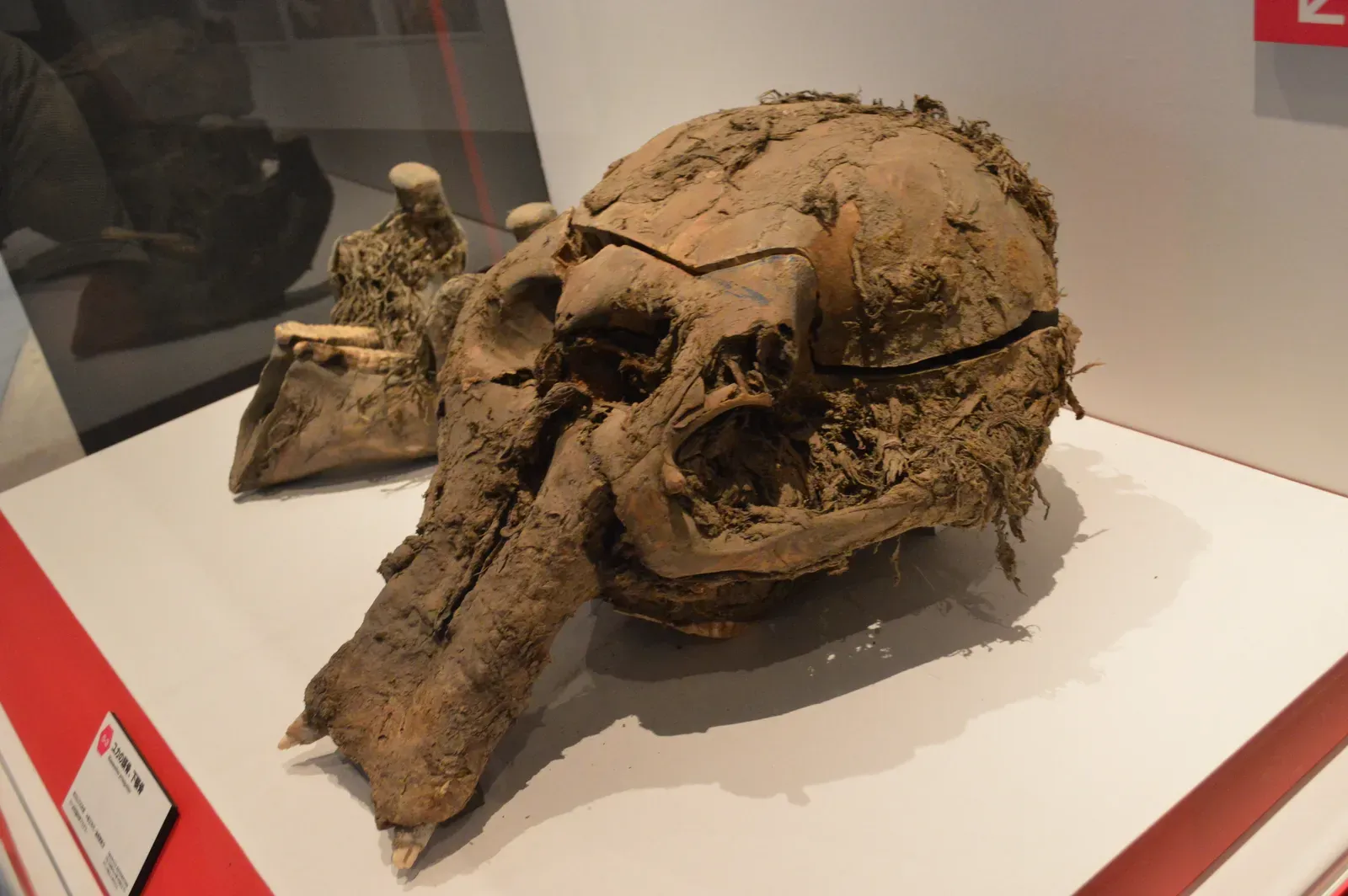 9. Woolly Mammoths Preserved So Well People Thought They Were Recent (By Nandaro, CC BY-SA 3.0)