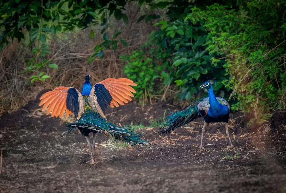 13. Sexual Selection Shaped Animal Appearance Beyond Survival Needs (Image Credits: Pexels)