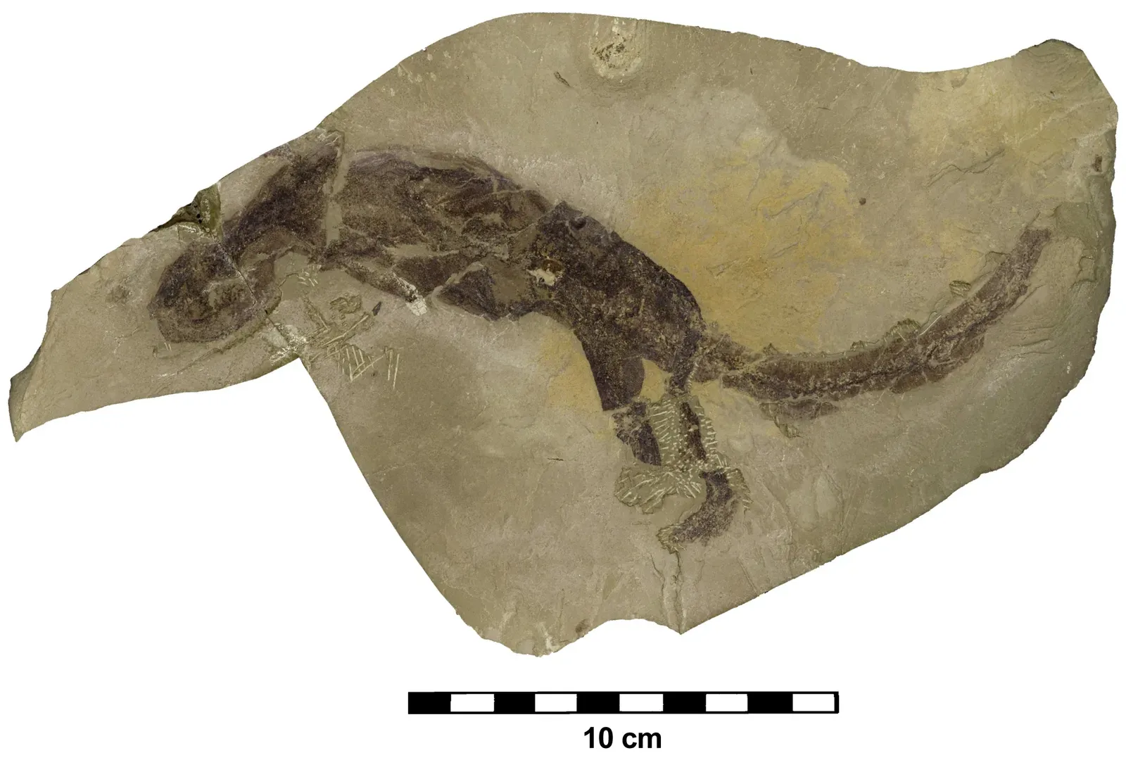 The Fossil Lottery: What Gets Preserved and Why (Image Credits: Wikimedia)
