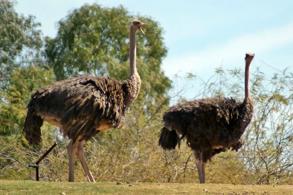 Conclusion – What Your Zodiac Bird Really Says About You (5of7, Flickr, CC BY-SA 2.0)