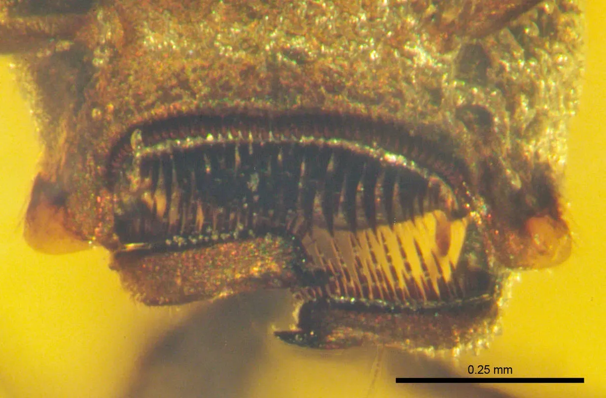 Conclusion: Why These Tiny Fossils Deserve Your Attention (By Vincent Perrichot, CC BY 4.0)