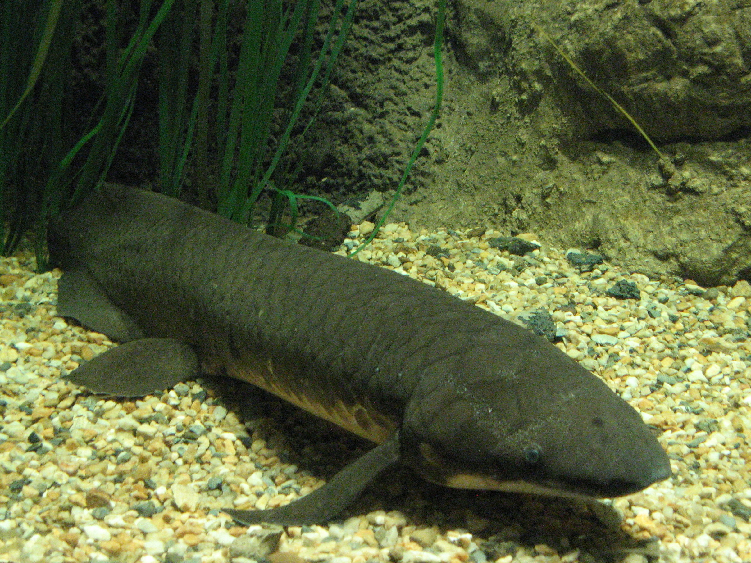 Lungfish: Air-Breathing Ancient Fish (Image Credits: Wikimedia)