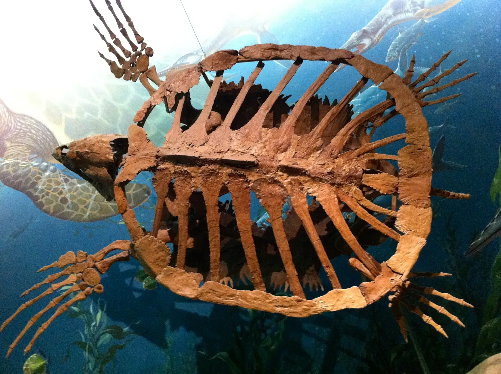 Conclusion: Evolution’s Strangest Experiments Are Its Strongest Evidence (By RaviSarma, CC BY-SA 3.0)