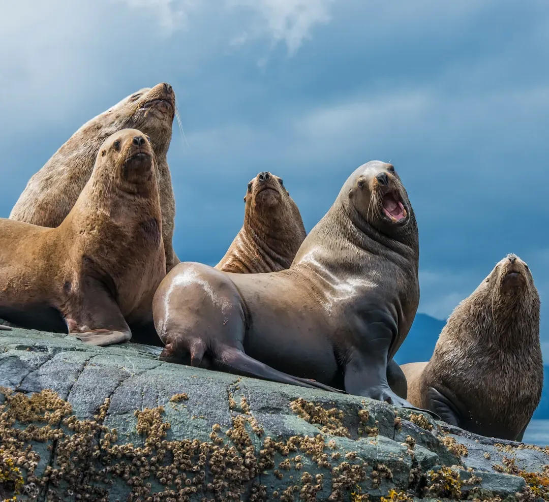 Seals and Sea Lions: Land Carnivores That Chose the Ocean (Image Credits: Unsplash)