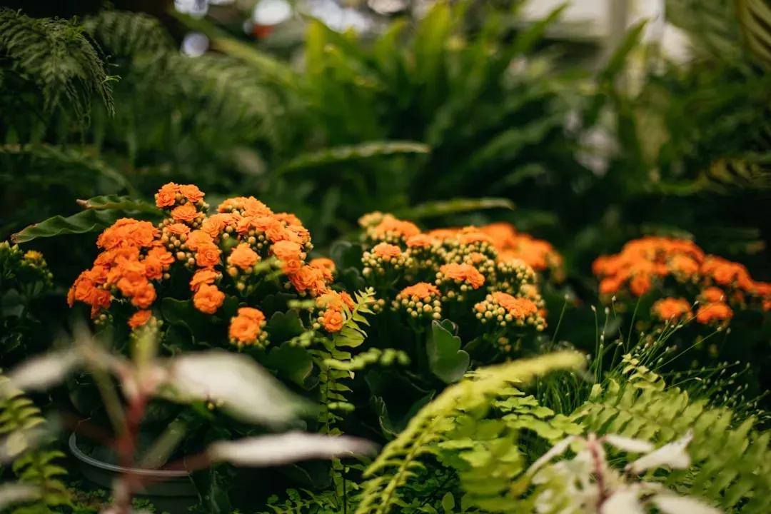 How Flowering Plants Rewired the Food Web of the Dinosaur Age (Image Credits: Unsplash)