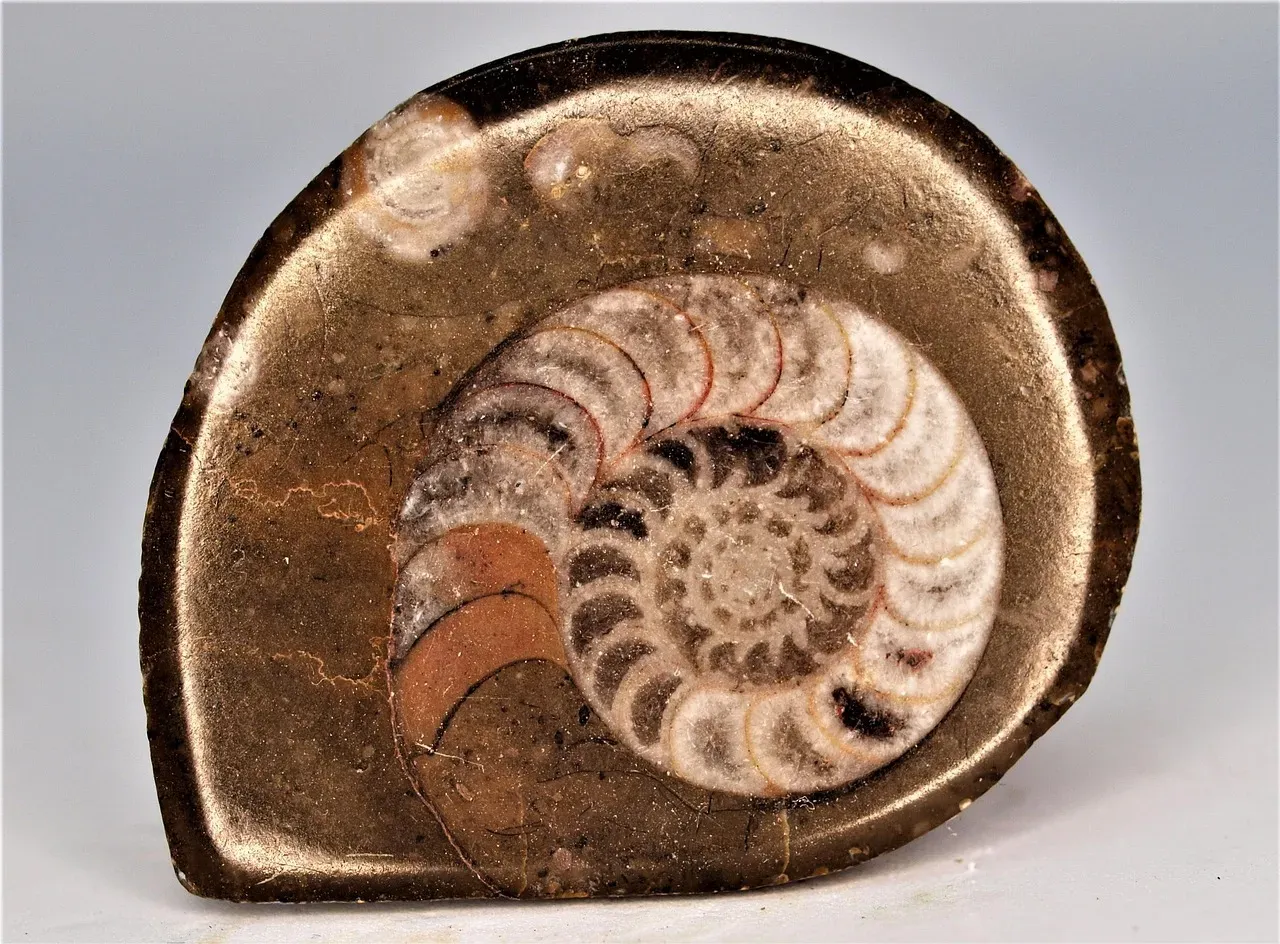 Wrapping Up America's Invisible Ancient History (Image Credits: Pixabay)