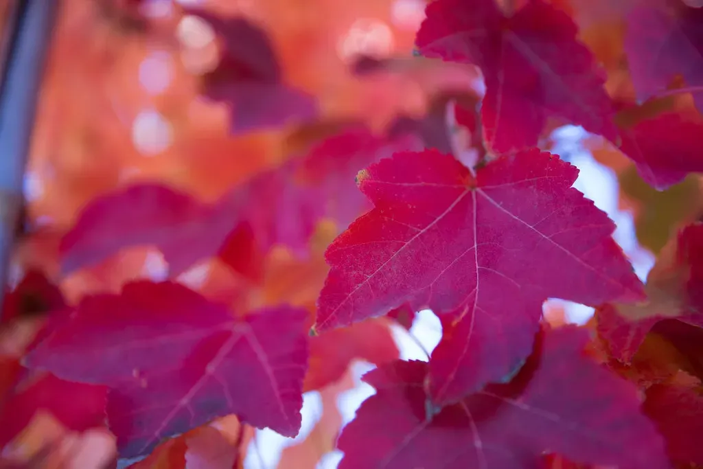 The prehistoric visual world and why red stood out (winecountrymedia, Flickr, CC BY 2.0)