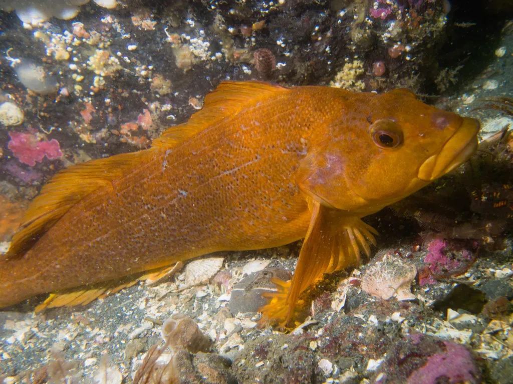 Do Fish, Reptiles, And Insects Feel Anything At All? (ben.hollis, Flickr, CC BY 2.0)