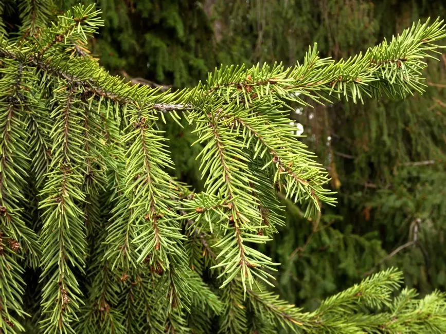 #9 - The Dinosaur-Era Tree That Wasn't Actually Extinct (Image Credits: Pexels)
