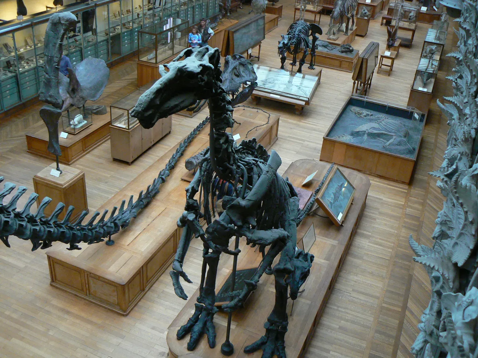 2. Iguanodon: The Herbivore That Broadened the Picture (took the foto on the "Muséum national d'Histoire naturelle, Paris", Public domain)