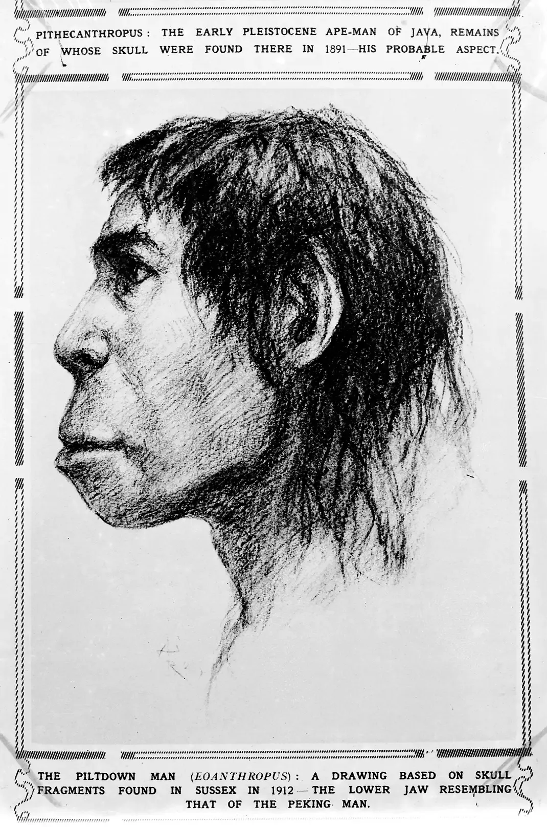#1 - That the "Missing Link" Between Apes and Humans Had Finally Been Found (CC BY 4.0)