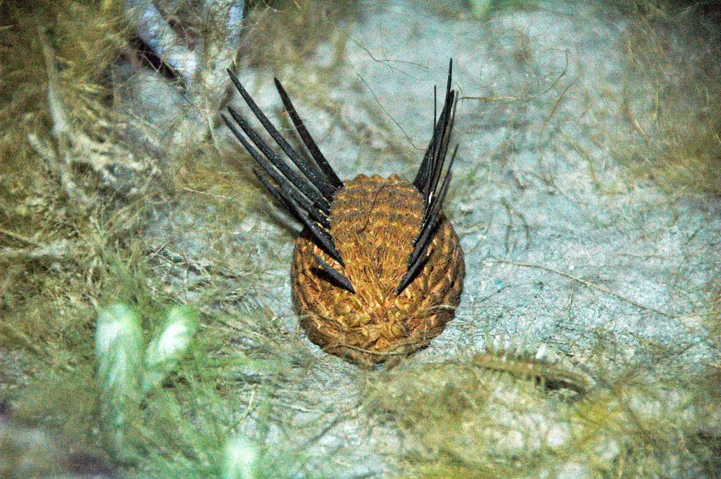 3. Wiwaxia: Mollusk, Worm, or a Category That Doesn't Exist Anymore (James St. John, Flickr, CC BY 2.0)