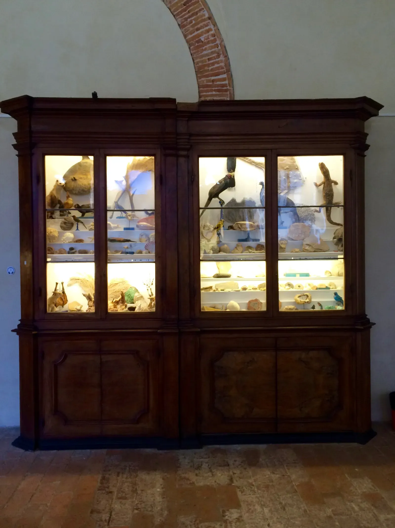 #11 – The Basilisks of Renaissance Cabinets of Curiosities (By Federigo Federighi, CC BY-SA 4.0)