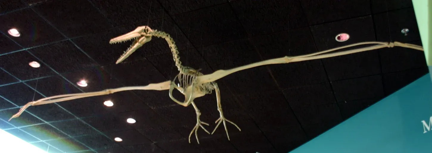 Meet Pelagornis Sandersi: The Record Holder (Image Credits: Wikimedia)