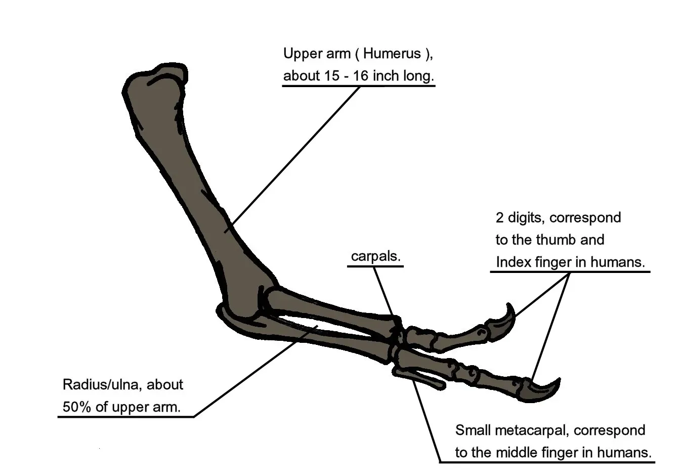5. Wings Began as Modified Arms Built for Hunting and Grabbing (By Conty, Public domain)