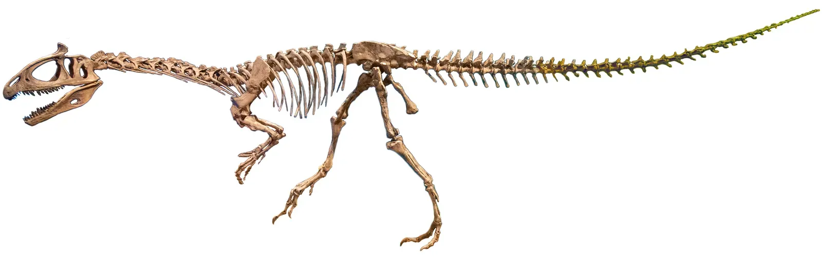 Cryolophosaurus: The Crested Hunter at the Edge of the World (By WehaveaTrex, CC BY-SA 4.0)