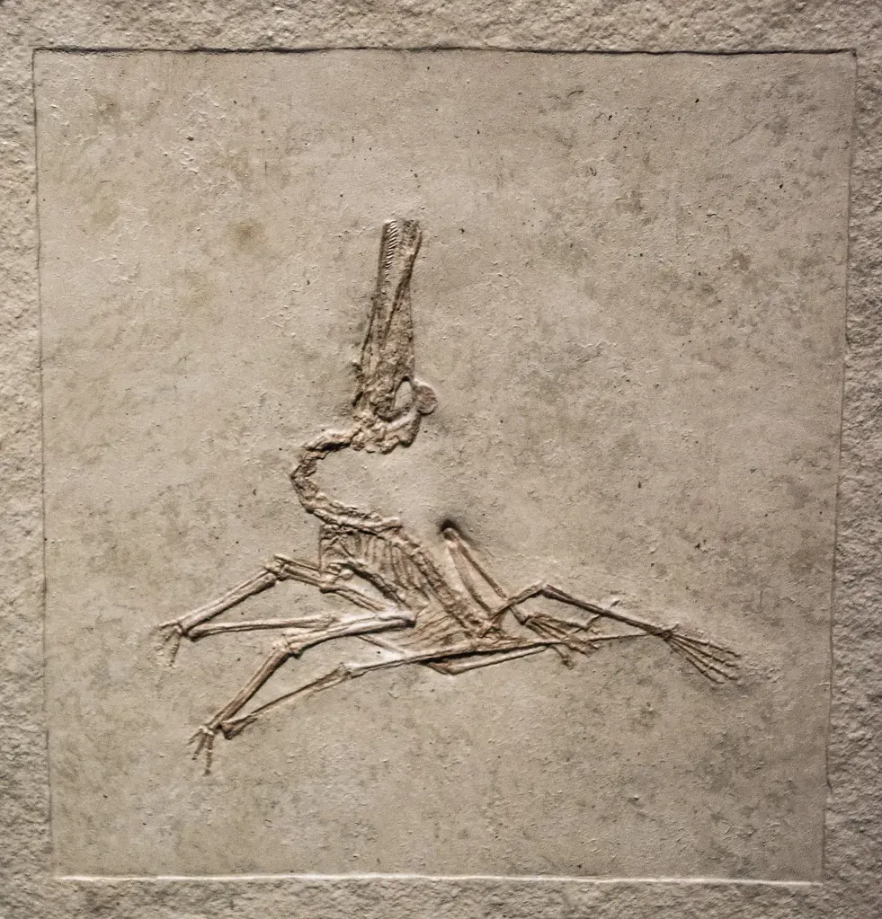 9. Scientists May Never Know Which Was Actually Smallest (Image Credits: Flickr)